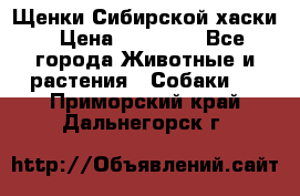 Щенки Сибирской хаски › Цена ­ 18 000 - Все города Животные и растения » Собаки   . Приморский край,Дальнегорск г.